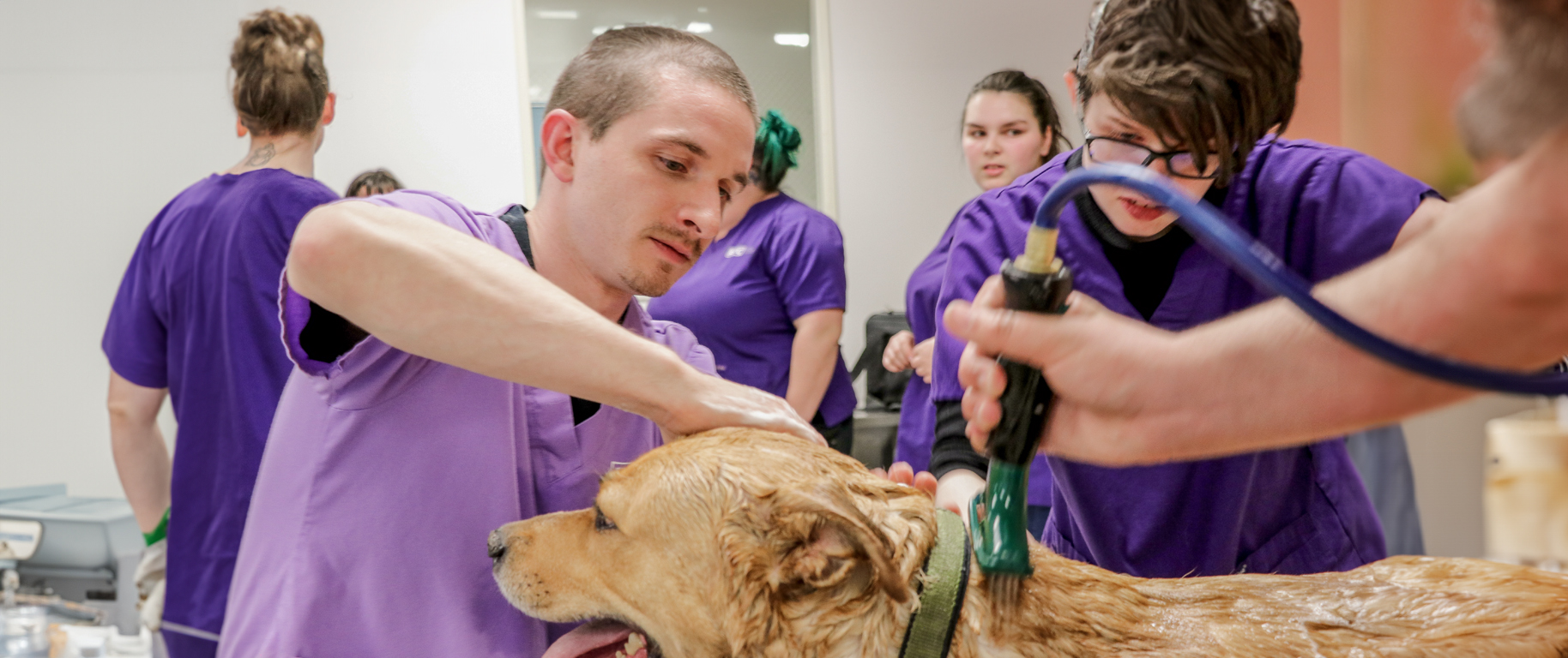 Three veterinary assistants washing a dog.